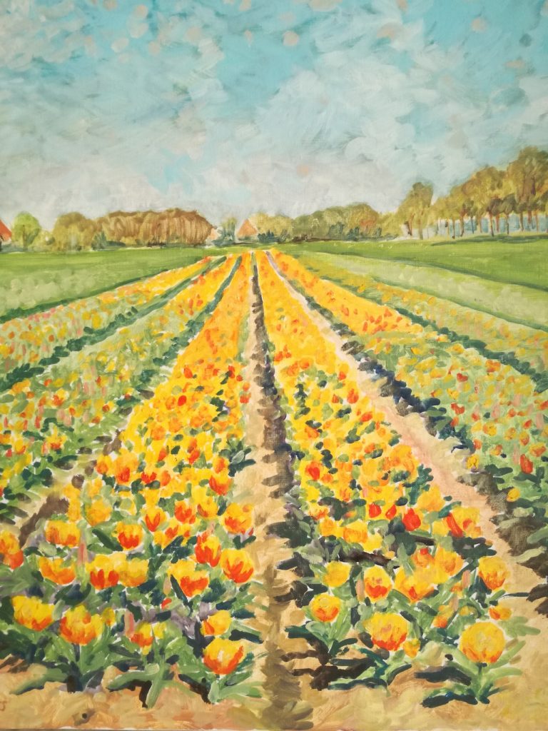 Tulpen in de Beemster